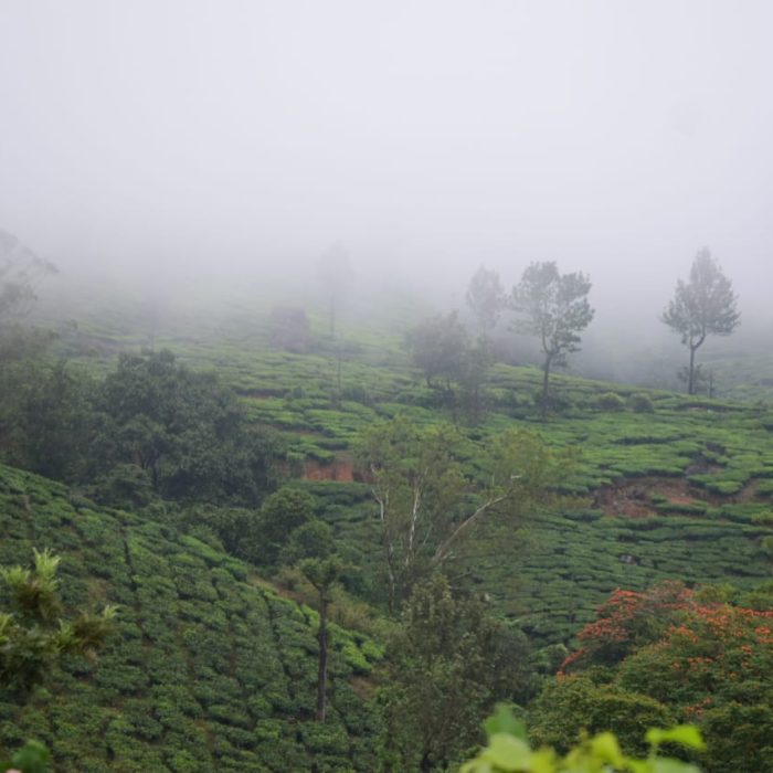 Tea Terraces